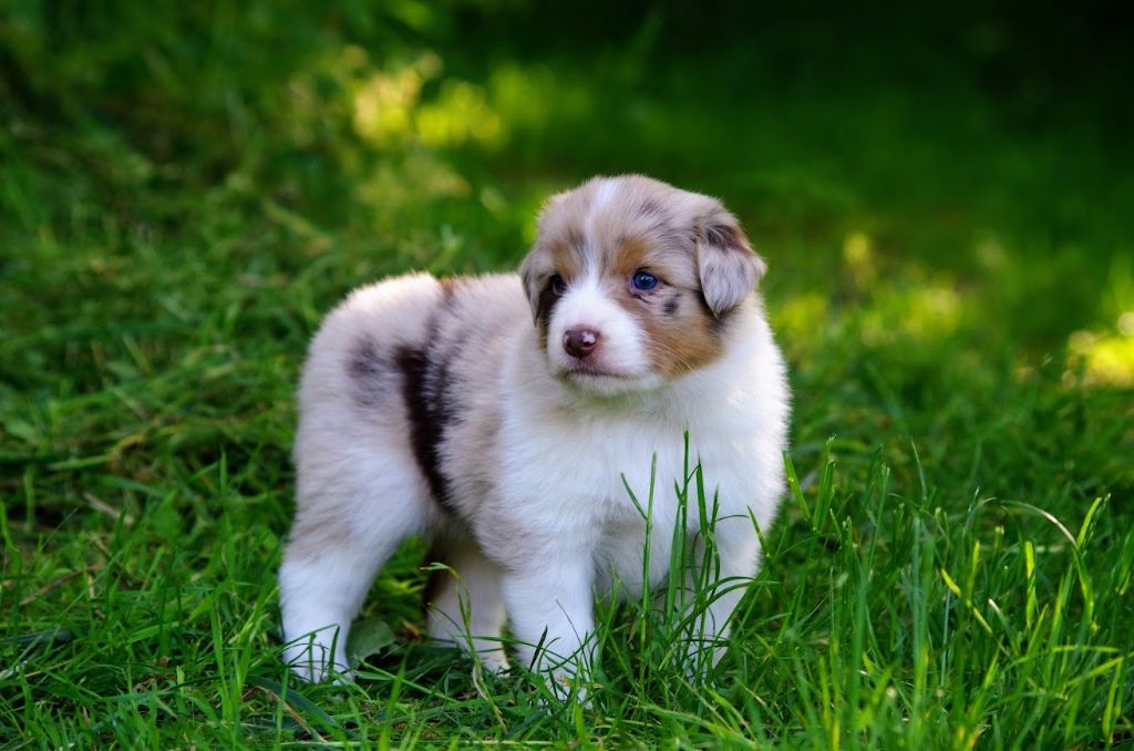 Des Terres De Grezes - Chiots disponibles - Berger Australien