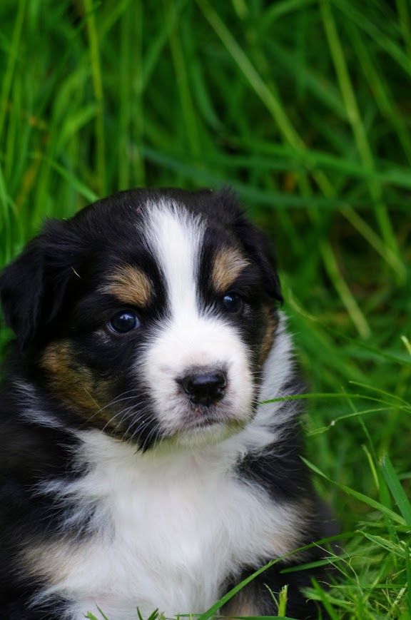 Des Terres De Grezes - Chiots disponibles - Berger Australien