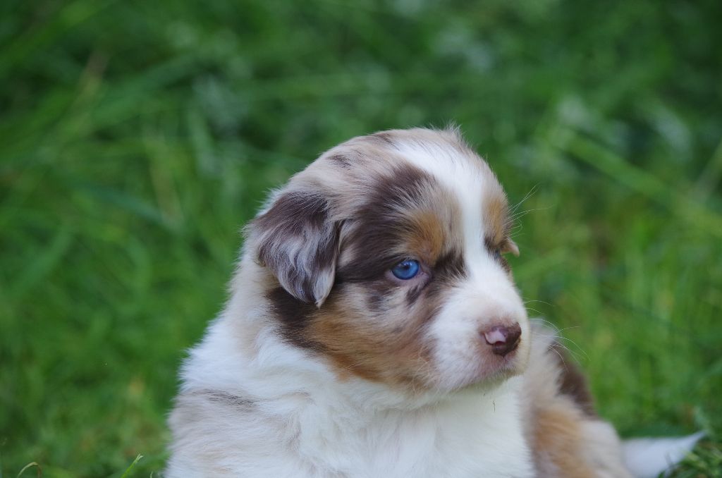 Des Terres De Grezes - Chiots disponibles - Berger Australien