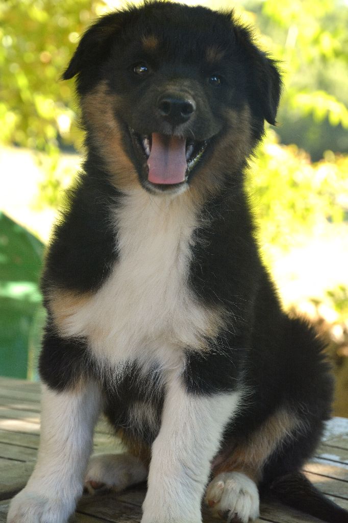 Des Terres De Grezes - Chiots disponibles - Berger Australien