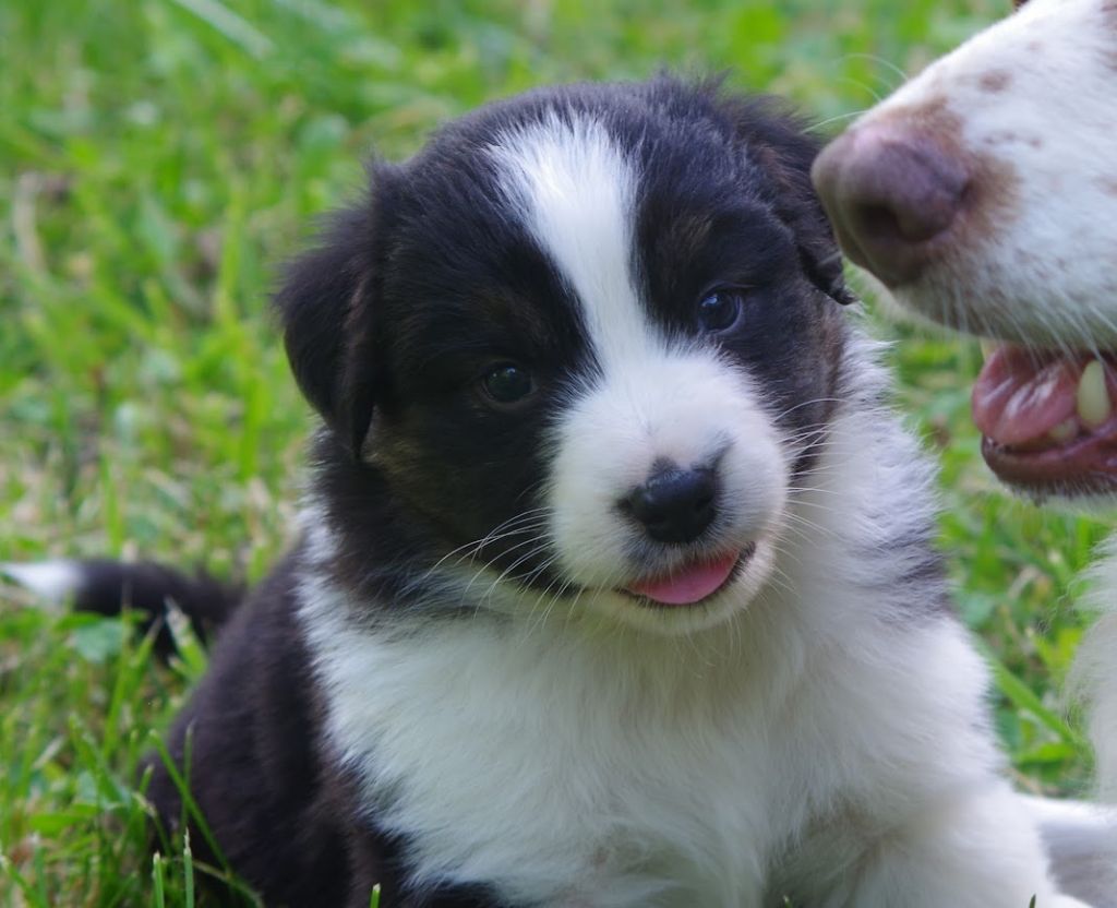 Des Terres De Grezes - Chiots disponibles - Berger Australien