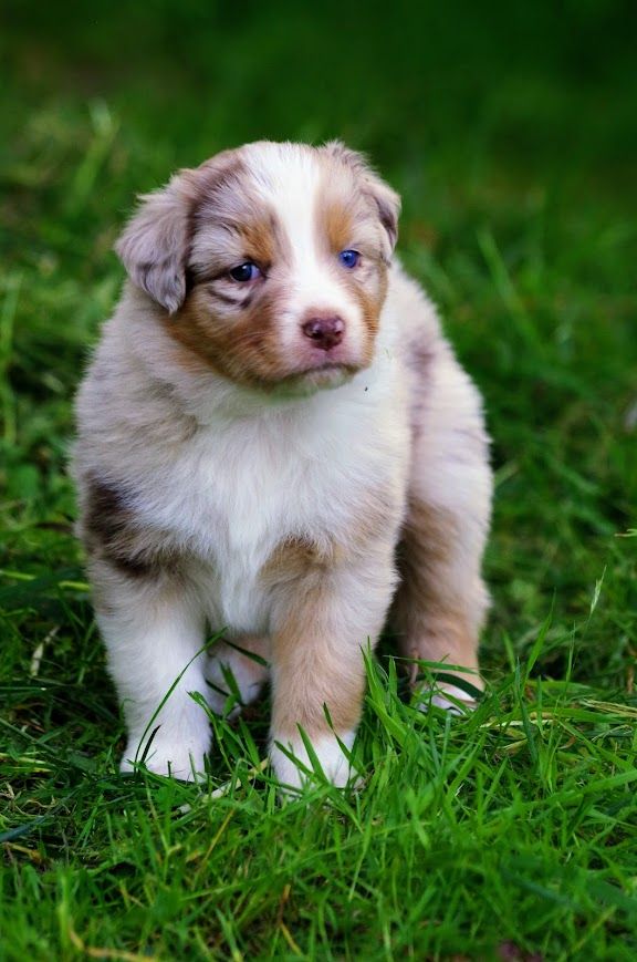 Des Terres De Grezes - Chiots disponibles - Berger Australien